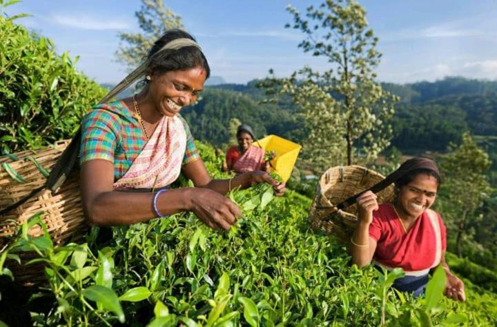 Vegetable Garden House Hotel Nallathanniya Bagian luar foto