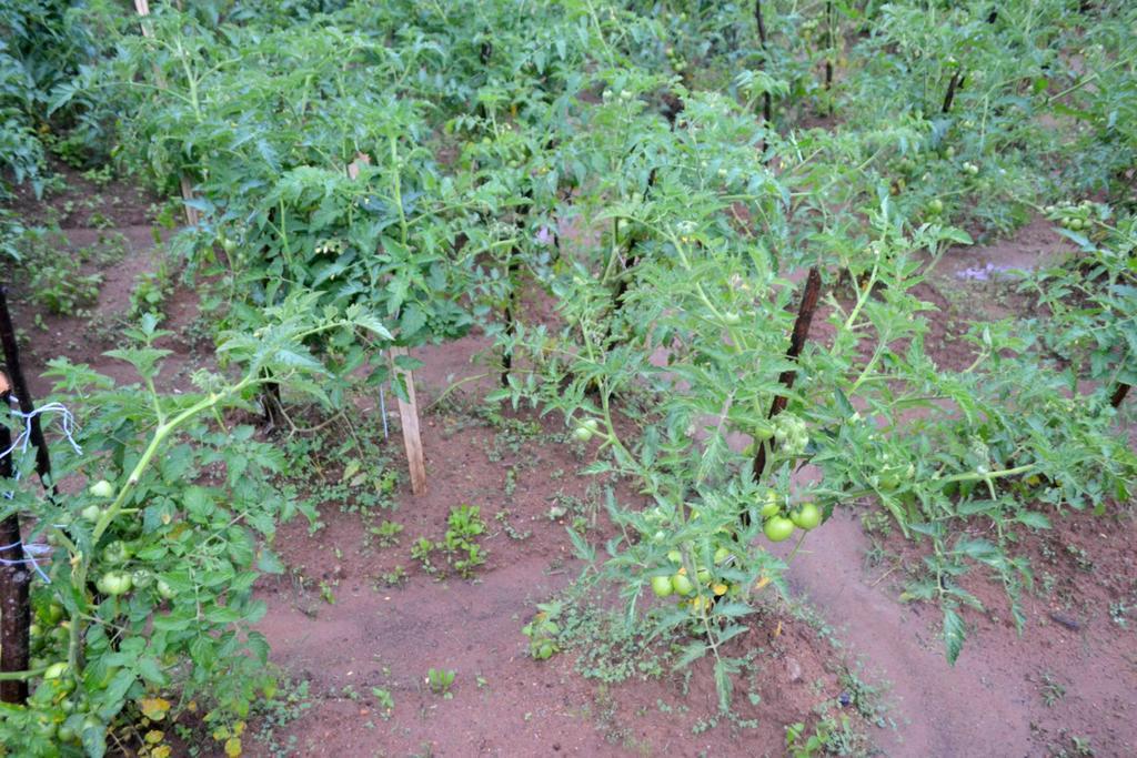 Vegetable Garden House Hotel Nallathanniya Bagian luar foto