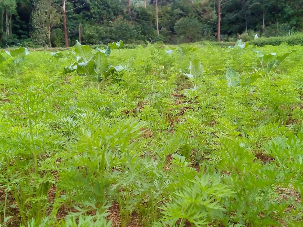 Vegetable Garden House Hotel Nallathanniya Bagian luar foto